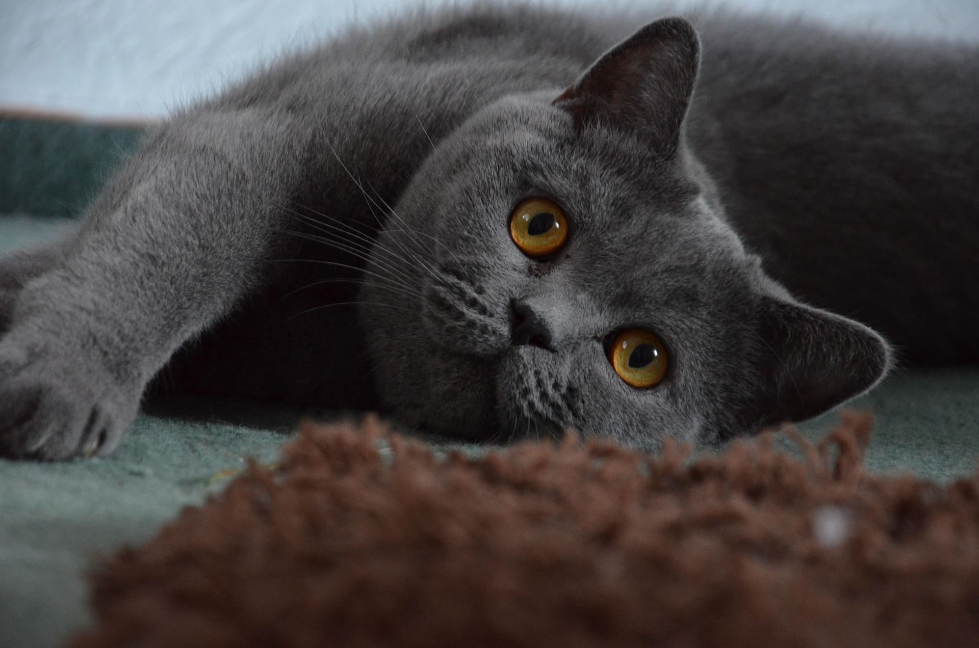 Miso the tabby cat