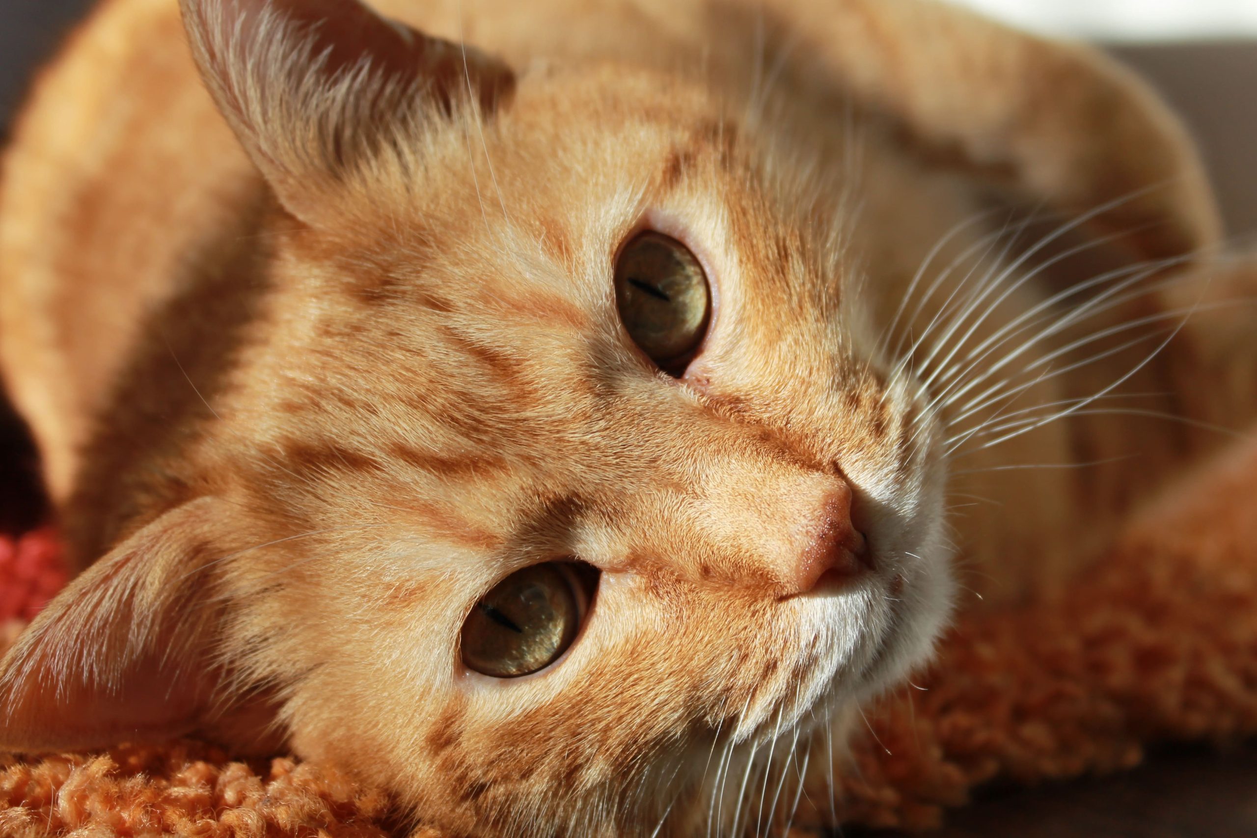 Miso orange tabby cat