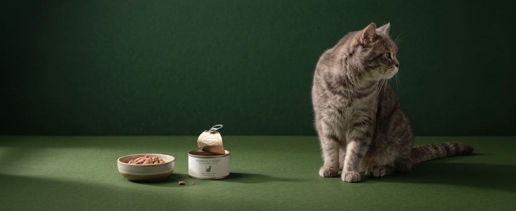 Cat Not Eating