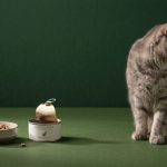 Cat Not Eating