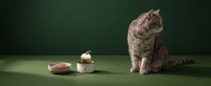 Cat Not Eating